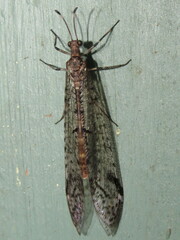 Dendroleon longipennis