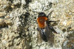 Andrena thoracica