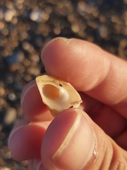 Astralium tentoriiforme