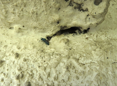 Chrysidoidea