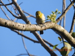 Zosterops palpebrosus