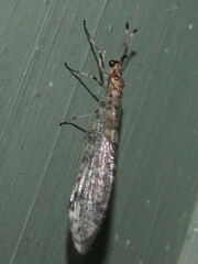 Dendroleon longipennis