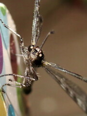 Dendroleon longipennis
