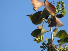 Zosterops palpebrosus