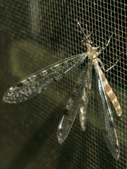 Dendroleon longipennis