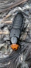 Creophilus lanio