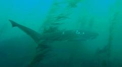 Notorynchus cepedianus