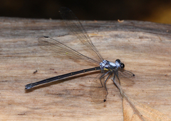 Austroargiolestes elke