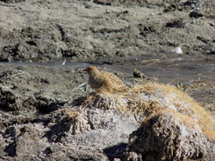 Thinocorus orbignyianus