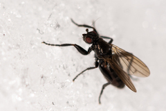 Sphaeroceridae