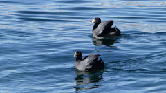 Fulica ardesiaca