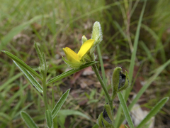 Crotalaria brevis