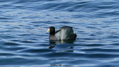 Fulica ardesiaca