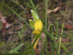 Crotalaria brevis