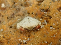Xanthidae
