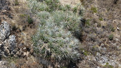 Puya mollis