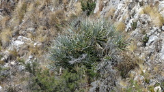 Puya mollis