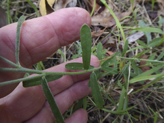 Crotalaria brevis