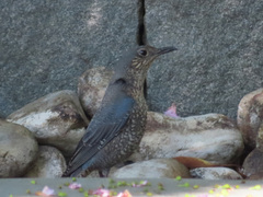 Monticola solitarius philippensis