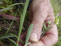 Crotalaria brevis