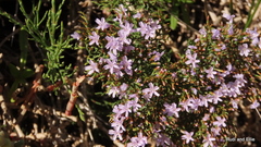 Limonium scabrum