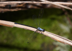 Austroargiolestes elke