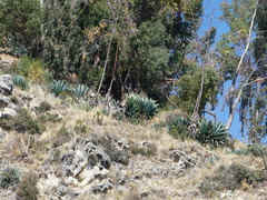 Agave cordillerensis