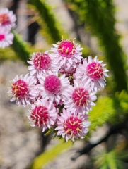 Lachnospermum umbellatum