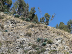 Agave cordillerensis