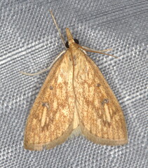 Udea infuscalis