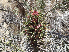 Colletia spinosissima