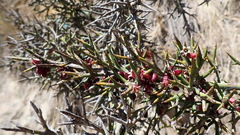 Colletia spinosissima