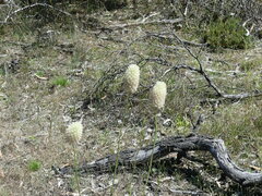 Ptilotus macrocephalus