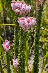 Lachnospermum umbellatum