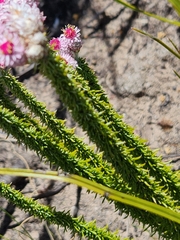 Lachnospermum umbellatum