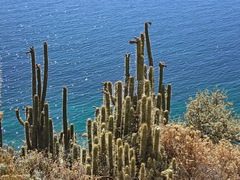 Trichocereus cuzcoensis