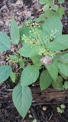 Collinsonia canadensis