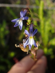 Lobelia comosa