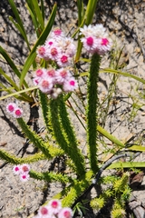 Lachnospermum umbellatum