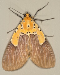 Asota speciosa