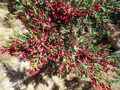 Colletia spinosissima