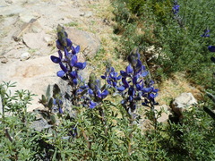 Lupinus altimontanus