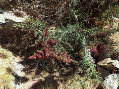 Colletia spinosissima