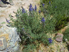 Lupinus altimontanus