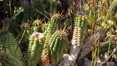 Euphorbia mammillaris