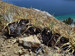 Puya mollis