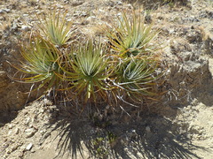 Puya mollis