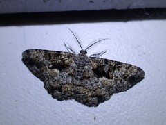 Hypomecis externaria