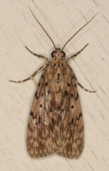 Sommeria meridionalis