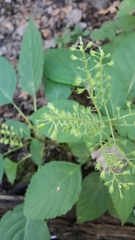 Collinsonia canadensis